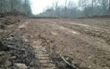 دادستان مازندران: منابع طبیعی در قطع درختان جنگلی در الیمالات شهرستان نور قصور کرده است